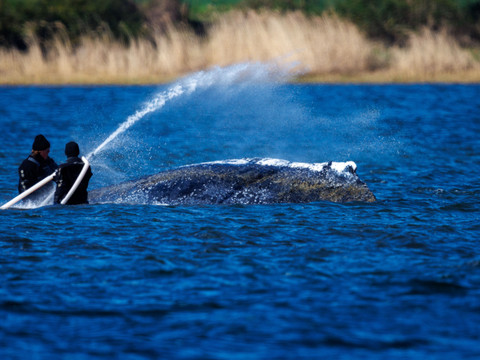 Une baleine échouée révèle les divisions de la société allemande