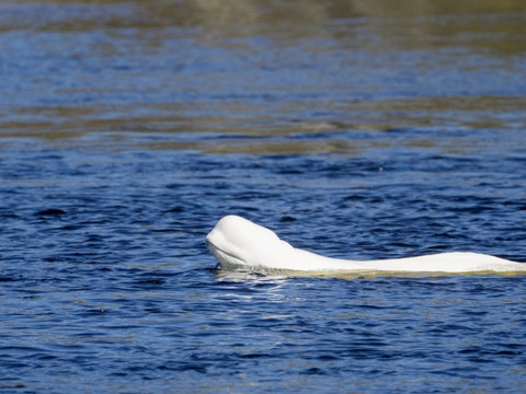 Norvège: un béluga repéré dans une rivière près d'Oslo