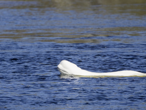 Norvège: un béluga repéré dans une rivière près d'Oslo