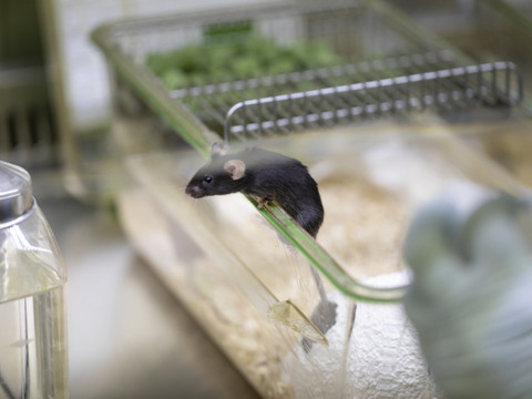 L'IA pour mieux détecter la douleur chez les souris de laboratoire
