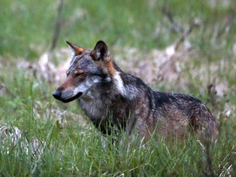 Tir d’un loup ordonné dans la région de Visperterminen