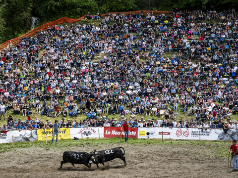 Combats de reines: le Haut-Valais organise la Finale nationale