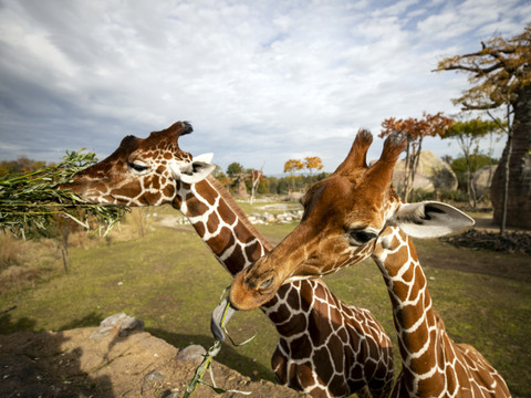 Arrivé en octobre, le mâle des girafes du zoo de Zurich euthanasié