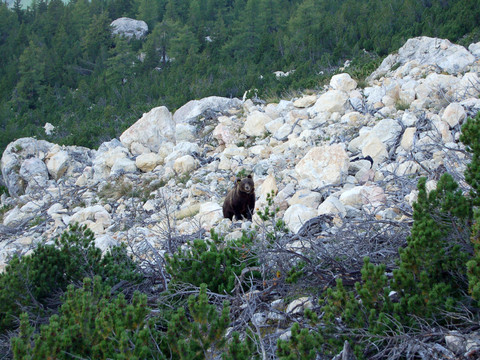 L'ours fait son retour dans le Val Poschiavo (GR)