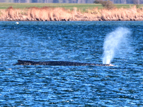 Allemagne: après son remorquage une baleine à bosse relâchée en mer