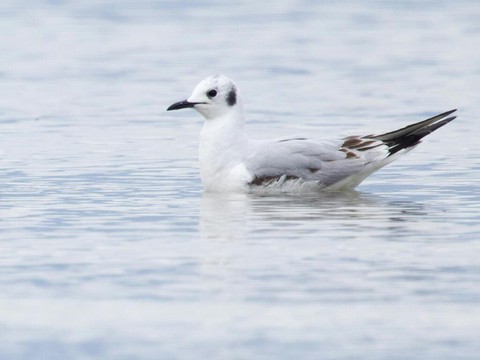 Vaud: Une mouette américaine observée en Suisse pour la 1ère fois