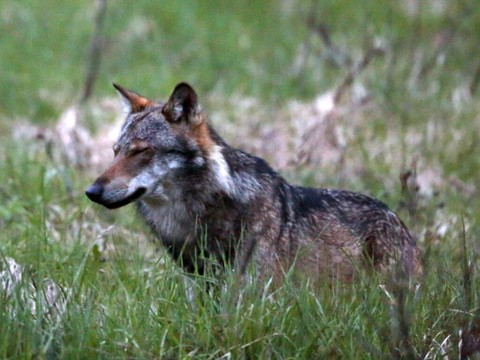 Un loup a été abattu dans le Haut-Valais