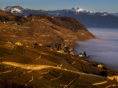 Vignoble de Lavaux: une biodiversité riche, mais fragile