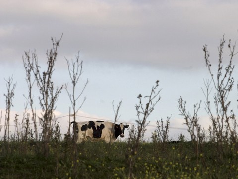 L'accord avec le Mercosur bien accueilli en commission