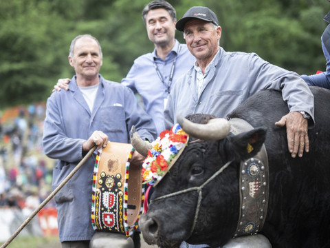 La favorite Canaille sacrée reine des reines des vaches d'Hérens