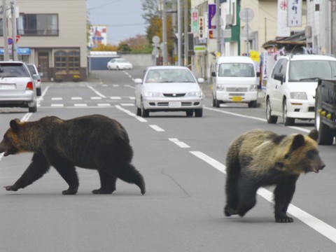 Japon: plus de 14'000 ours abattus en 2025
