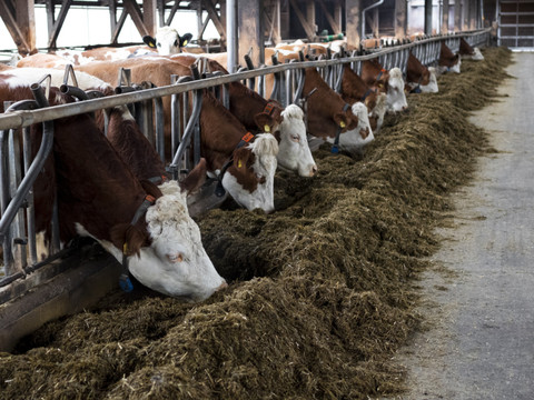 Le nombre de vaches laitières et de porcs a baissé en Suisse