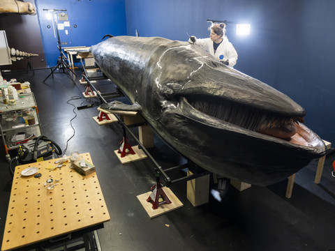 Fribourg: le MHNF prépare le déménagement de sa célèbre baleine