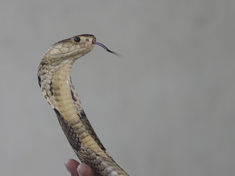 Un cobra aperçu dans une commune près de Toulouse