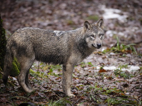 Les mesures de régulation du loup portent leurs fruits