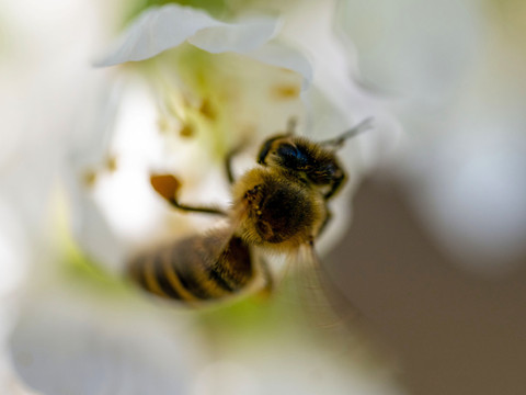 Les apiculteurs lancent une initiative pour sauver les abeilles