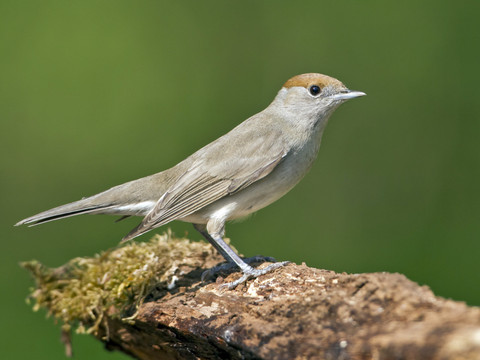 La fauvette à tête noire est l'oiseau le plus répandu de Suisse