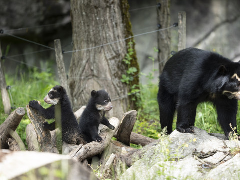 Progéniture chez les ours à lunettes du zoo de Zurich