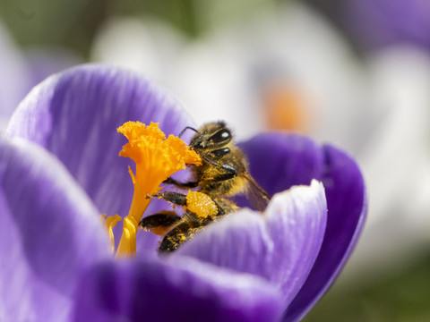 Les mesures pour la protection de la biodiversité insuffisantes