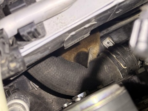 Tour en voiture de deux renards blottis sous le capot à Winterthour