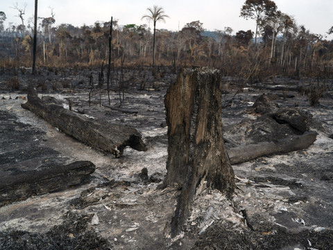 Brésil: la déforestation sous un seuil historique en 2025