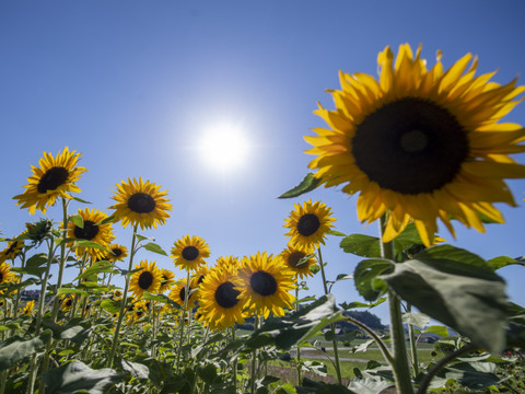 Il fait chaud, mais on ne parle pas encore d'épisode caniculaire