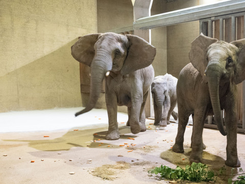 Le zoo de Bâle accueille à nouveau un groupe d'éléphants