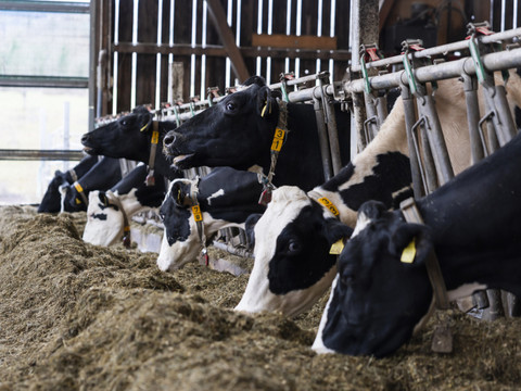 Mercosur: gauche et agriculteurs monteront au créneau