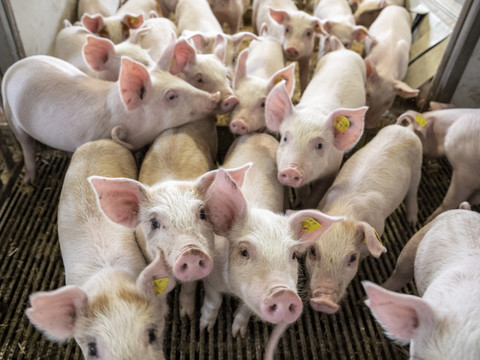 Une porcherie vaudoise épinglée dans une vidéo