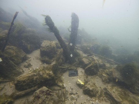 Pieux d'un pont romain découverts dans le lit de l'Aar à Soleure