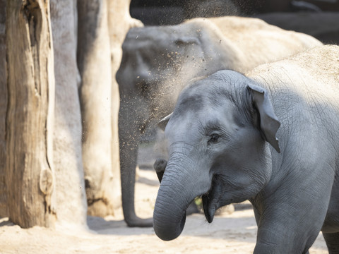 Zoo de Zurich: éléphanteau euthanasié un jour après sa naissance