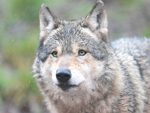 Allemagne: le loup qui avait mordu une femme est probablement mort