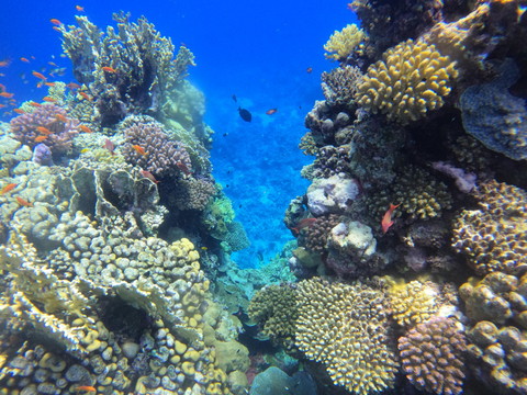 La dégradation de l'océan se poursuit, selon le baromètre Starfish