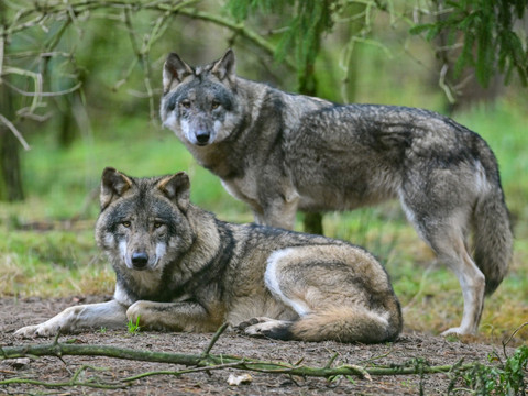 La Suisse comprend désormais 43 meutes de loups
