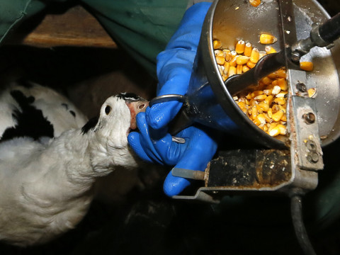 Foie gras: le Parlement favorable à des restrictions