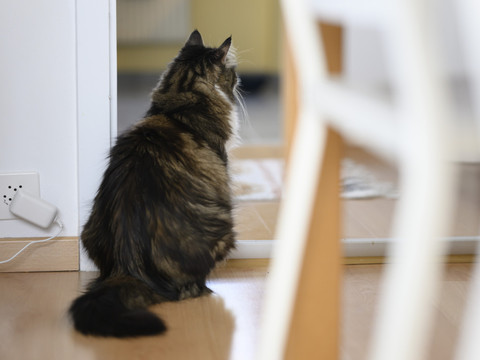 Un chat grièvement blessé définitivement retiré à son propriétaire