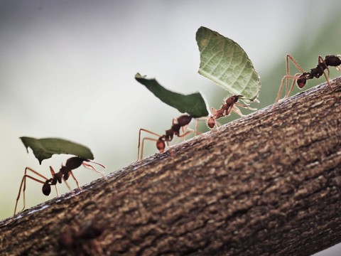 La fourmi, pur produit des changements environnementaux passés