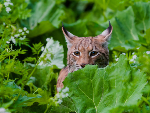 Accidents, braconnage: le lynx reste vulnérable en Suisse
