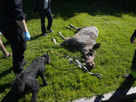 Norvège: un élan abattu après s'être aventuré dans le centre d'Oslo