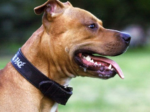 France: le chien Curtis, qui avait tué Elisa, sera euthanasié