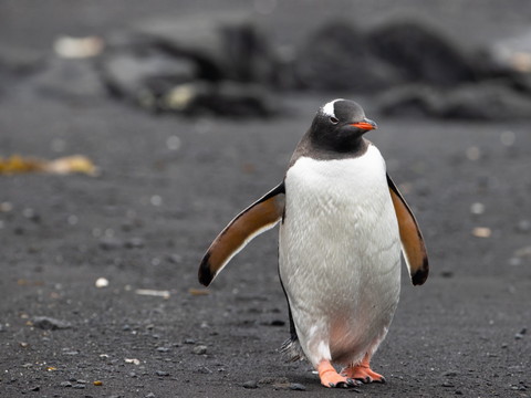 Températures records en Antarctique à l'orée de l'hiver austral