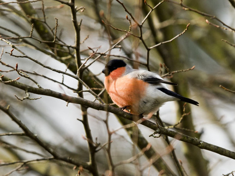 Ecouter le chant des oiseaux rend plus détendu et plus heureux