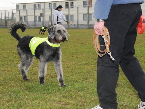 La formation de chiens d'assistance sera mieux encadrée
