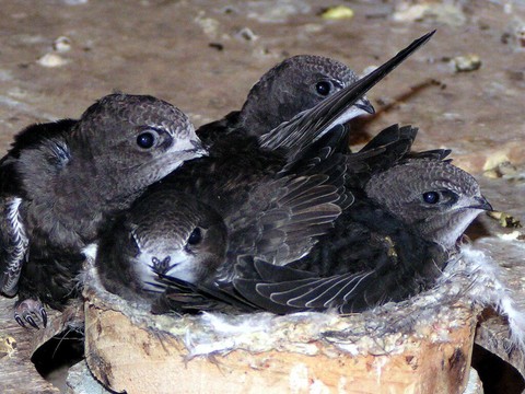 Comment les oiseaux supportent la chaleur estivale