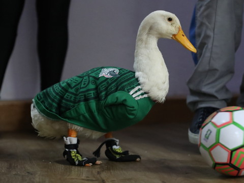 Le canard mascotte du Mexique reçoit les honneurs présidentiels