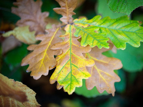 Les feuilles brunes ne sont pas uniquement synonymes d'automne