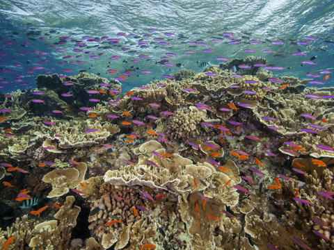 La Grande Barrière de corail dans un état préoccupant (ONU)