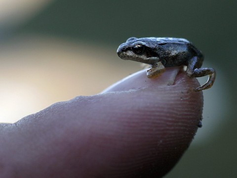 La grenouille rousse est menacée en basse altitude