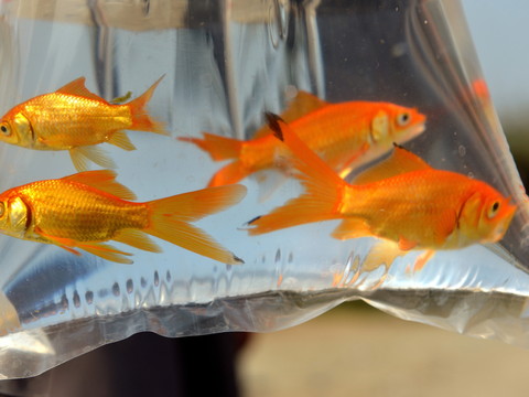 Dans la nature, les poissons rouges peuvent s'avérer destructeurs