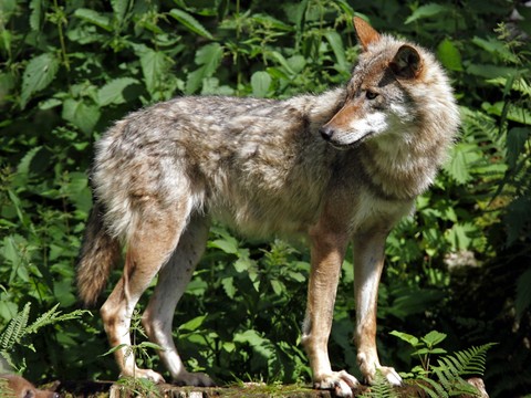 Le loup pourrait être repoussé par des odeurs (étude de l'UniNE)